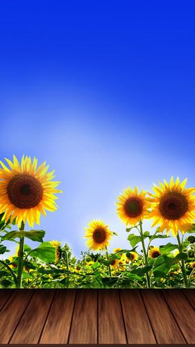 Sunflower Wallpapers – HD Backgrounds APK for Android Download