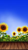 Sunflower Wallpapers – HD Backgrounds poster
