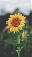 برنامه‌نما Sunflower Wallpapers – HD Backgrounds عکس از صفحه