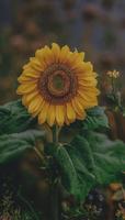 برنامه‌نما Sunflower Wallpapers – HD Backgrounds عکس از صفحه