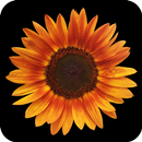 Sunflower Wallpaper 4k APK
