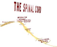 The Spinal Cord VR پوسٹر