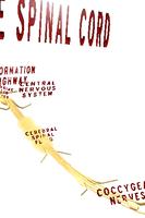 The Spinal Cord VR اسکرین شاٹ 3