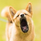 Dog Barking Sounds icon