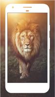 Lion Wallpapers Affiche