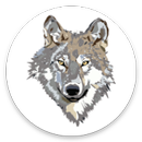 Wolf Images 🐺 APK