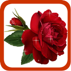 Gardening Rose ikon