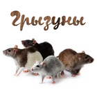 Уход за грызунами simgesi