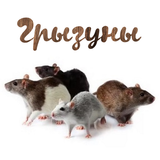 Уход за грызунами simgesi