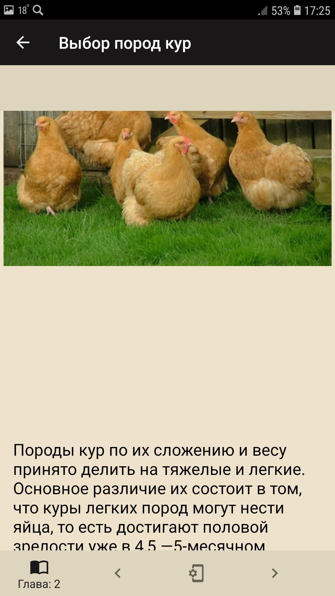 Размножение куриц