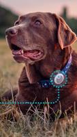 Sure Petcare - Animo تصوير الشاشة 1