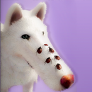 Dog ASMR Mukbang & Skincare APK