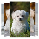 Maltese Dog Wallpapers APK
