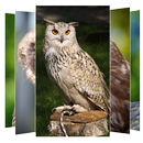 Owl Wallpaper APK