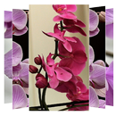 Orchid Flower Wallpaper APK