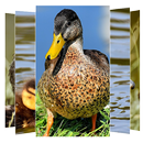 Duck Wallpaper APK