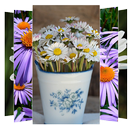 Daisy Flower Wallpapers APK