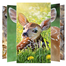 Deer Wallpapers APK