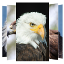 Eagle Wallpaper APK