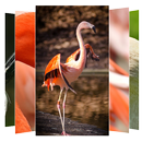 Flamingo Wallpaper APK
