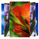 Gladiolus Flower Wallpapers APK