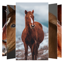 Horse Wallpapers APK