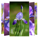Iris Flower Wallpapers APK