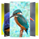 Kingfisher birds Wallpaper APK
