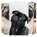 Pug Dog Wallpapers APK