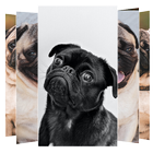 Pug Dog Wallpapers icône