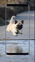 Pug Dog Wallpapers capture d'écran 2
