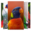 Parrot Wallpaper APK