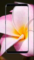 برنامه‌نما Plumeria Flower Wallpapers عکس از صفحه