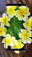 Plumeria Flower Wallpapers Poster