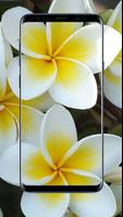Plumeria Flower Wallpapers syot layar 1