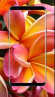 Plumeria Flower Wallpapers ảnh chụp màn hình 2