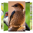 Swallow Wallpaper APK