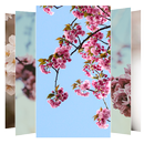 Sakura Flower Wallpapers APK