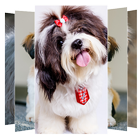 Shih Tzu  Dog Wallpapers icône