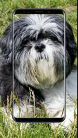 Shih Tzu  Dog Wallpapers capture d'écran 2