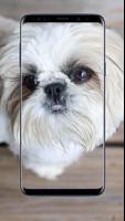 Shih Tzu  Dog Wallpapers capture d'écran 3