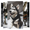 Siberian Husky Wallpapers and  APK