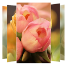 Tulips Flower Wallpapers APK