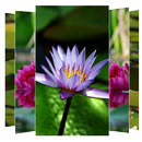 Water Lilies Flower Wallpapers APK