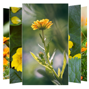 Marigold Flower Wallpapers APK