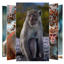 Monkey Wallpapers APK