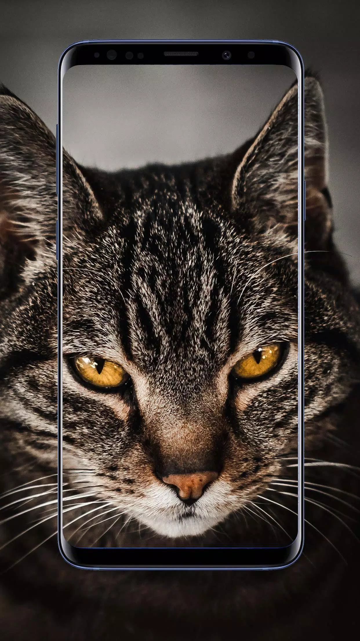 Angry Wallpaper APK for Android Download Angry Wallpaper APK for Android Download