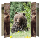 Bear Wallpapers APK