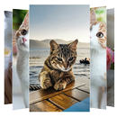 Cat Wallpapers APK