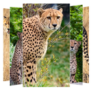 Cheetah Wallpapers APK